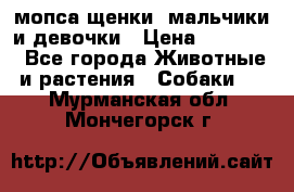 мопса щенки -мальчики и девочки › Цена ­ 25 000 - Все города Животные и растения » Собаки   . Мурманская обл.,Мончегорск г.